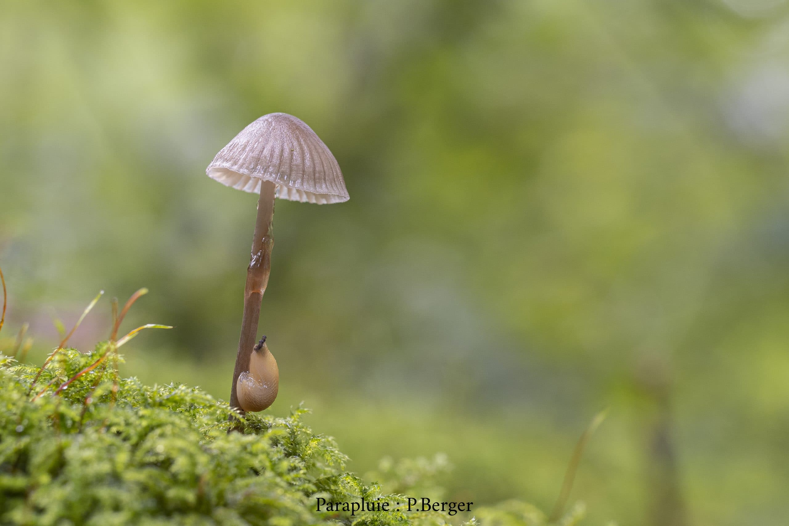 MYCOLOGIADES DE BELLÊME